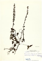 藏品(太平紫花鼠尾草(太平南丹參))的圖片